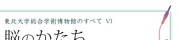 東北大学総合学術博物館のすべて　企画展「脳のかたち　心のちず」