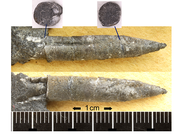 世界最古のベレムナイト化石発見：
従来の進化・拡散過程を一新させる世界的成果
