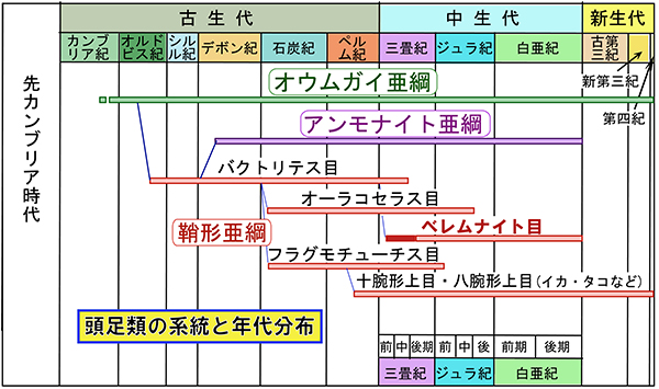 頭足類の分類と生存期間