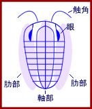 三葉虫「どこが葉っぱ？」