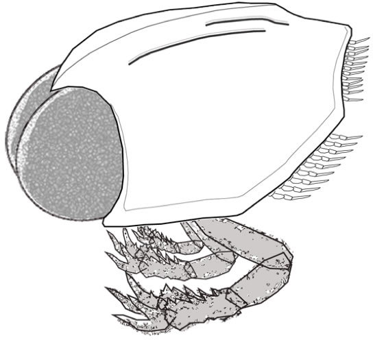 オステノカリスのの想像復元図