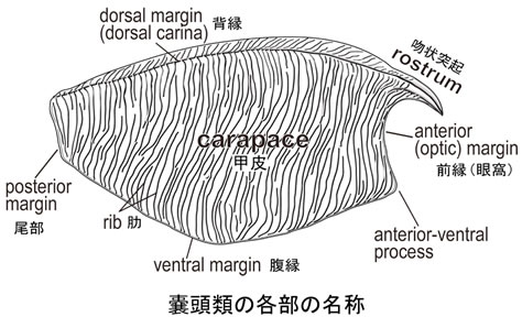 Kitakamicaris utatsuensis ホロタイプ標本のスケッチ