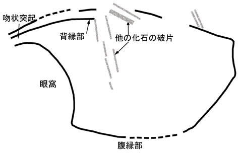 Ankitokazocaris bandoi（上標本）のスケッチ