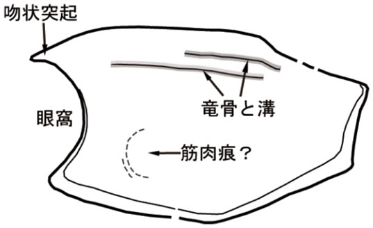 オステノカリスの一種、上標本のスケッチ