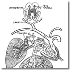 ガレノス説による3種類の「生気」の循環図