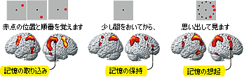 ちょっと記憶するときの脳の活動領域