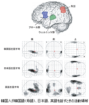 韓国人が母語、日本語、英語を話すときの活動領域