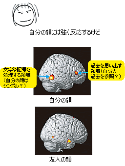 自分の顔と友人の顔を見分けるとき、脳の違う場所が働く