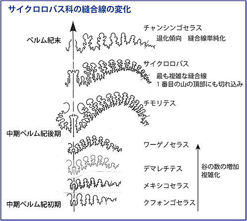 サイクロロバス科の縫合線の変化