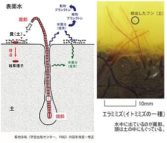 田んぼのイトミミズ