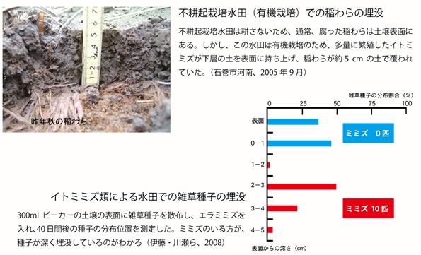 イトミミズによる効果、稲わら・雑草種子の埋没