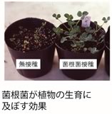 菌根菌が植物の生育に及ぼす効果