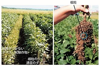 根粒はマメ科植物を育たせる