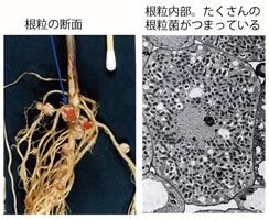 菌根菌が植物の生育に及ぼす効果