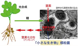 菌根菌の模式図