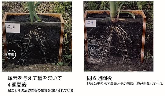 変化する窒素（尿素）の作用