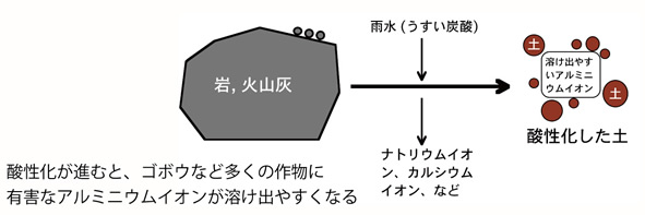 酸性化とその影響