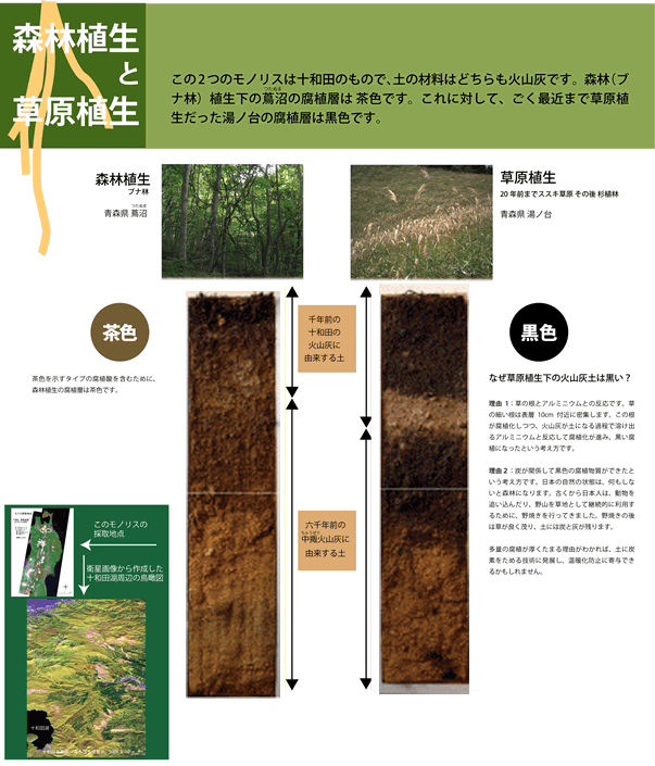 森林植生と草原植生　-植生で違う土