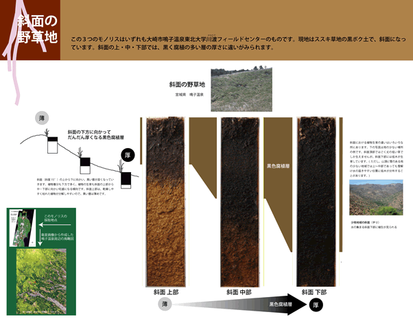 畑地下層と水田下層