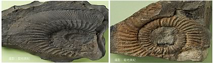 左：北極型アンモナイト　Kepplerites Gowericeras oyamai Takahashi　右：楕円形アンモナイト　Leptosphinctes (vermisphincte)s sp.