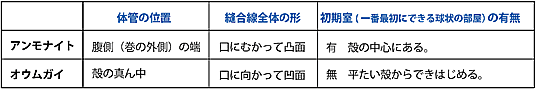 アンモナイトとオウムガイの体の違い