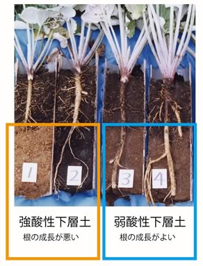 変化する窒素（尿素）の作用