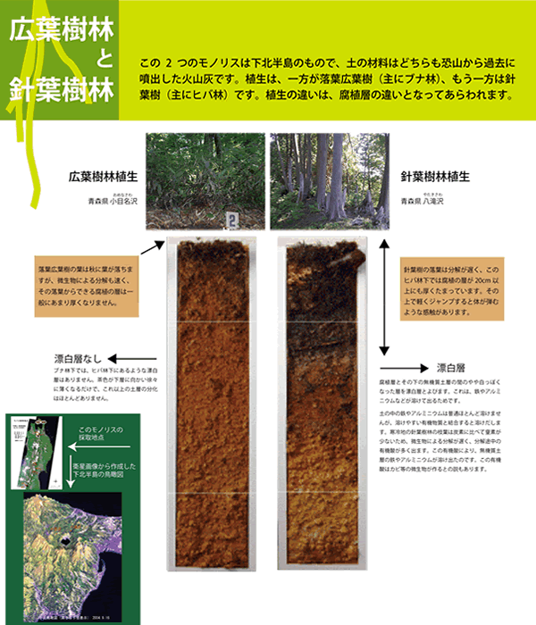 広葉樹林と針葉樹林　-植生で違う土